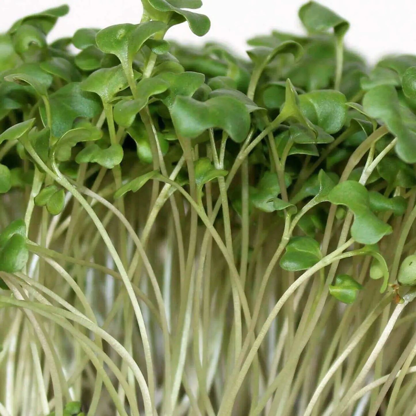 Broccoli Microgreens