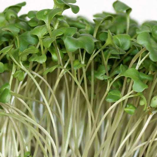 Broccoli Microgreens