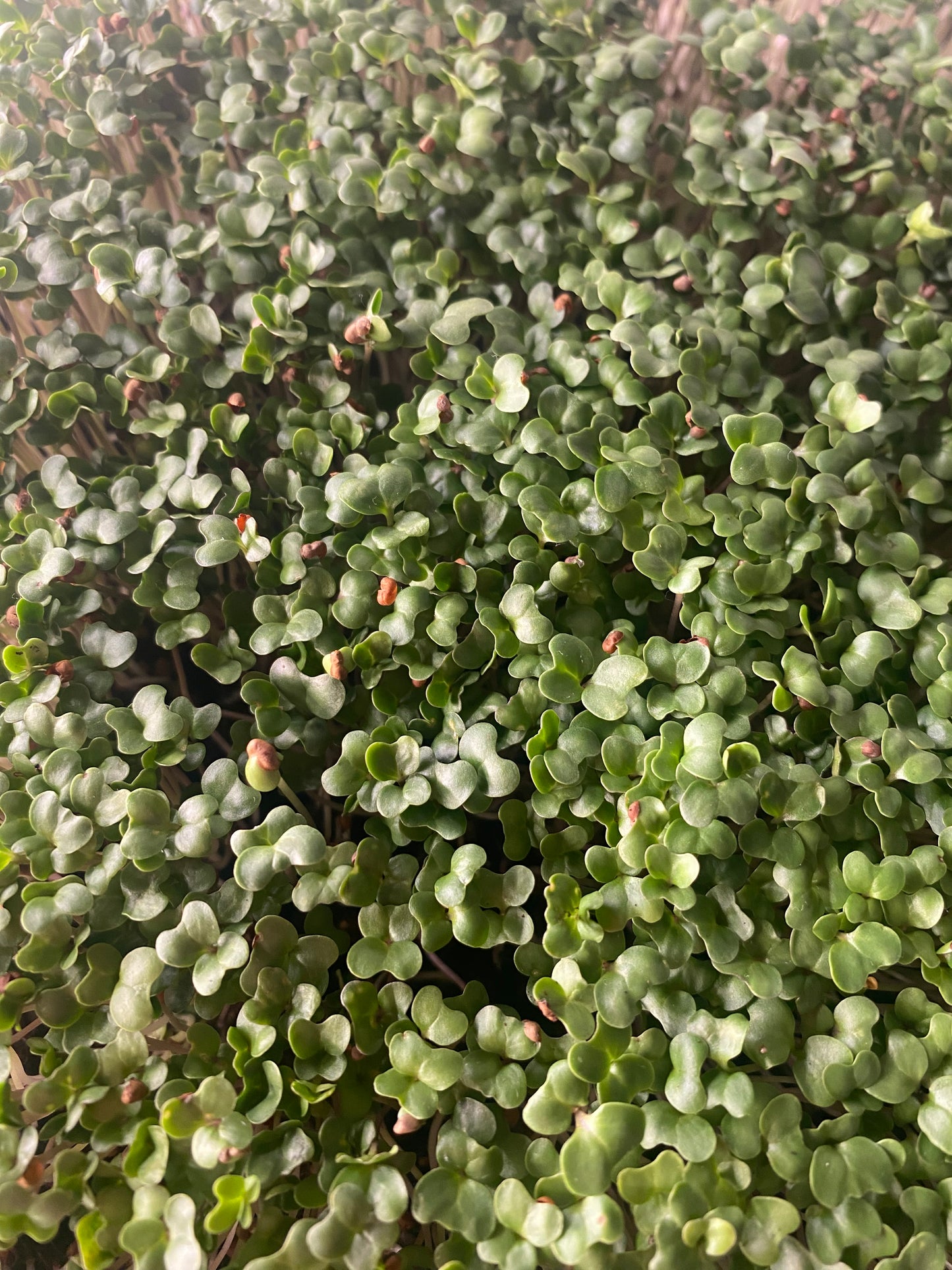 Broccoli Microgreens