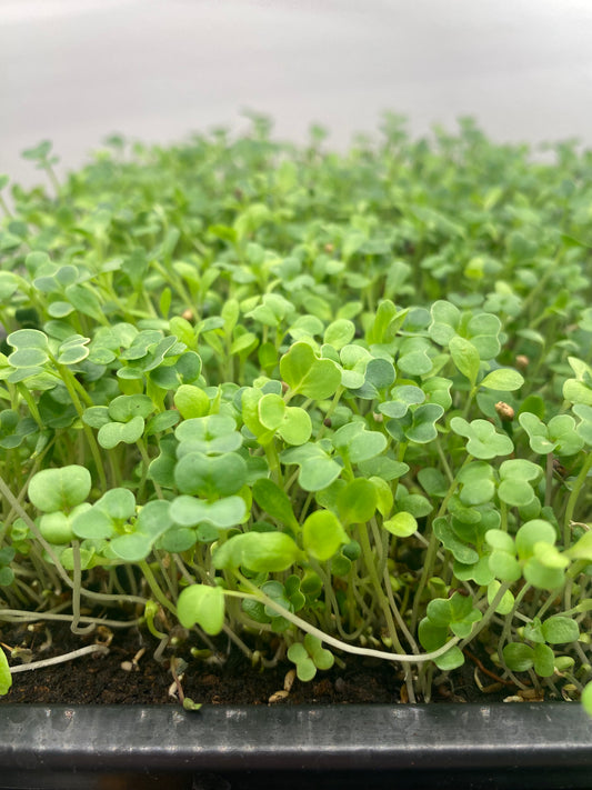 Organic Arugula Microgreens