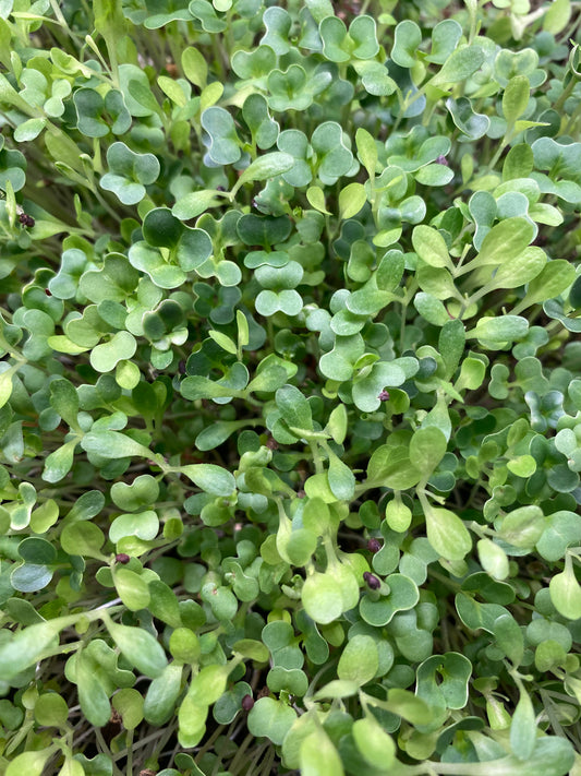 Abundance Mix