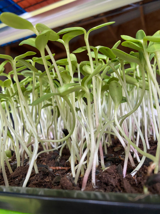 Stellar Sunflower Microgreens