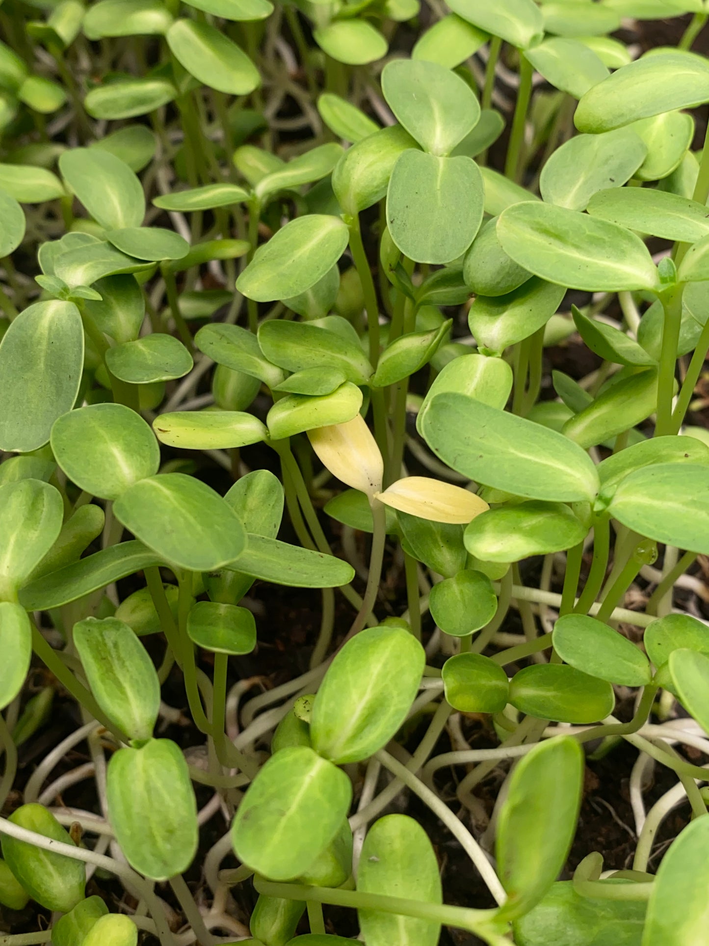 Stellar Sunflower Microgreens
