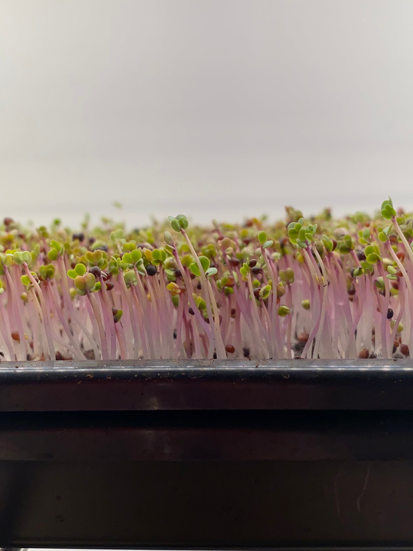 Kale Microgreens