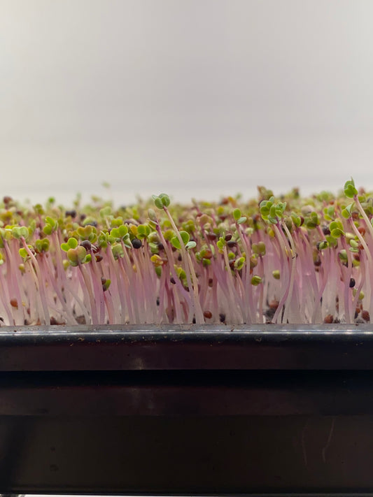 Kale Microgreens