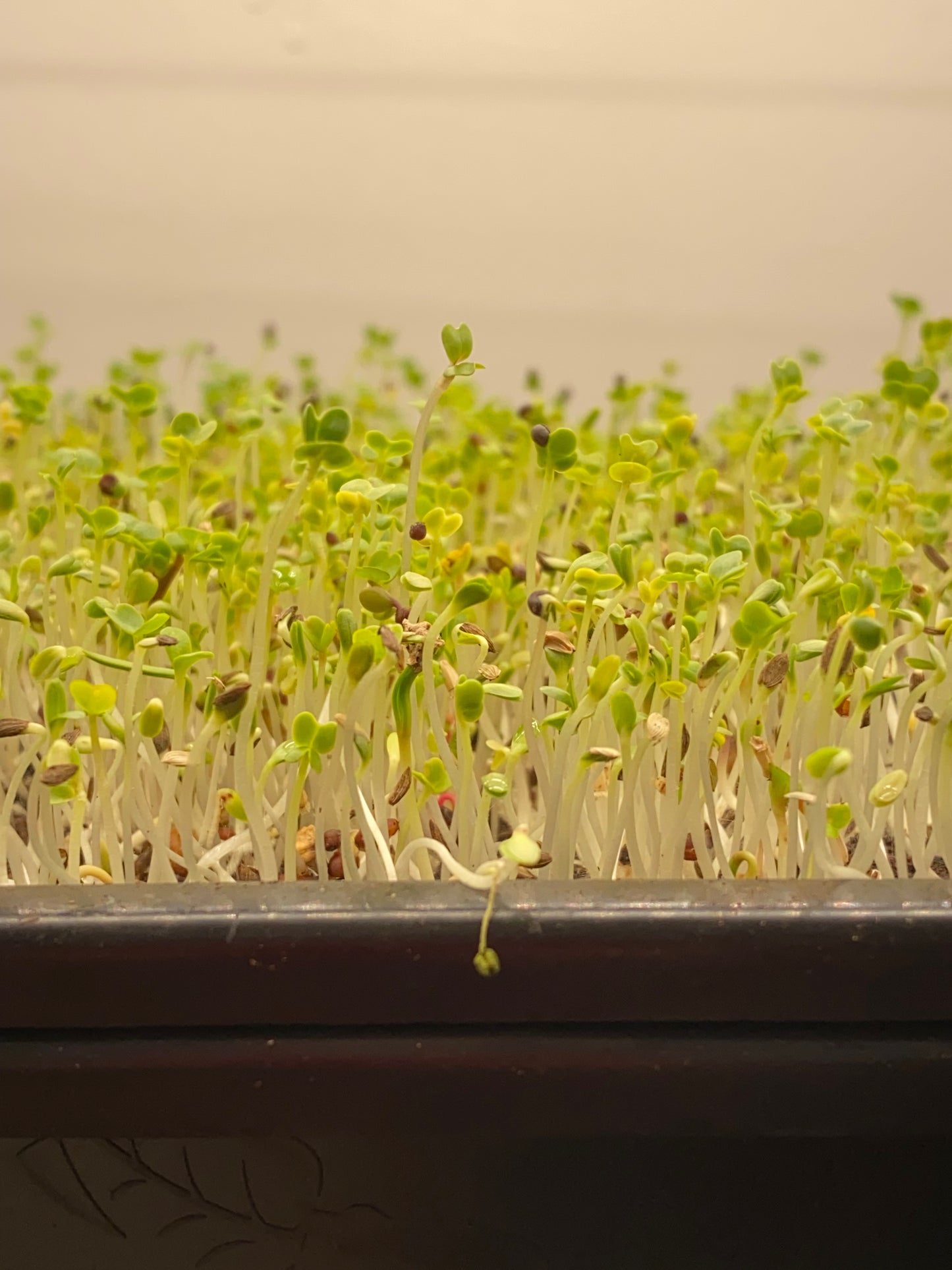 Organic Arugula Microgreens