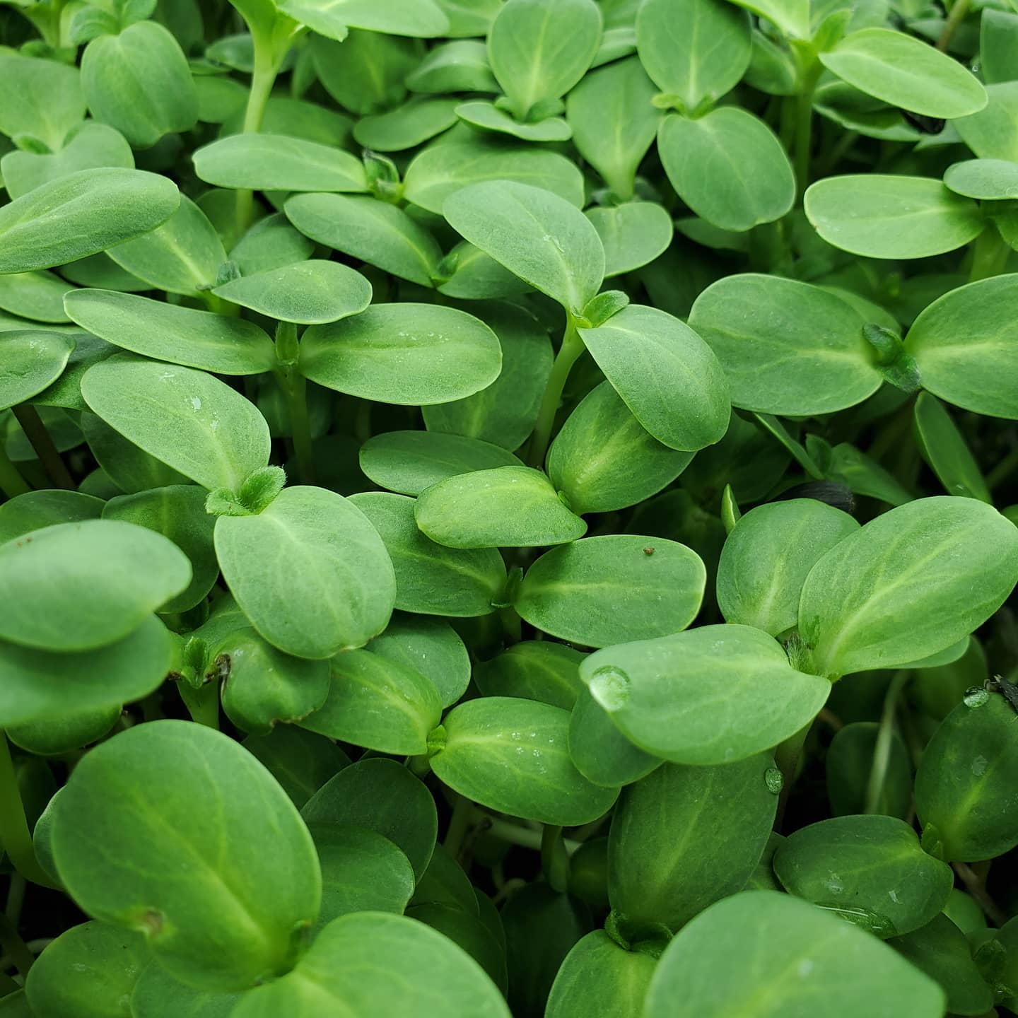 Stellar Sunflower Microgreens