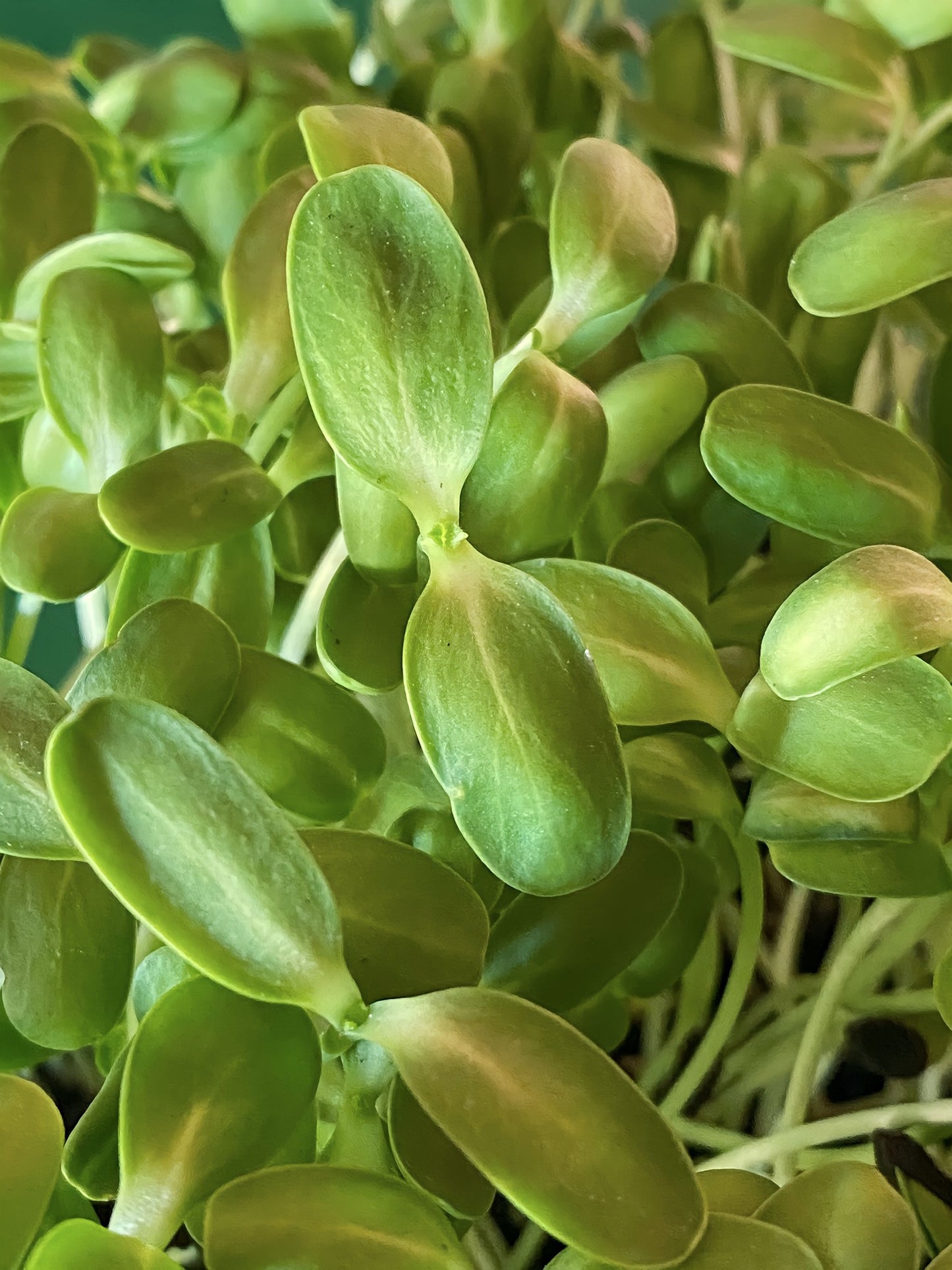 Stellar Sunflower Microgreens