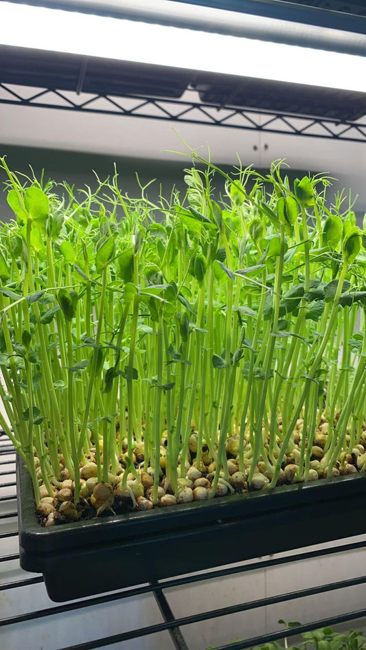 Organic Yellow Pea Shoot Microgreens